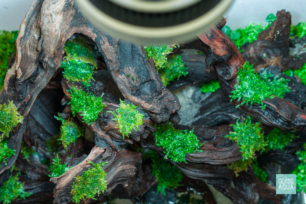 Taxiphyllum Alternans Taiwan Moss Planted Aquarium Aquatic Plant on Malaysian Driftwood