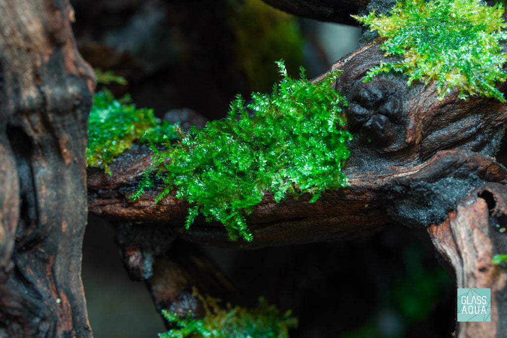 Build Your Own Moss-Covered Driftwood Decor