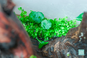 Hydrocotyle and Pearl Weed in nano planted aquarium by Glass Aqua