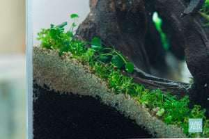 Ultum Nature Systems UNS Planted Rimless Glass Aquarium Nano Tall Tank 5T Malaysian Driftwood Aquascape