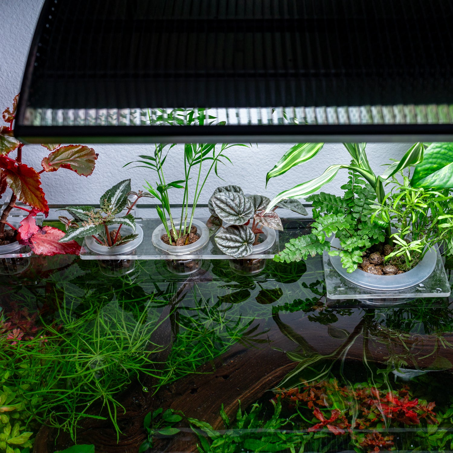 Hydroponic Planter Pot - Medium - Glass Aqua
