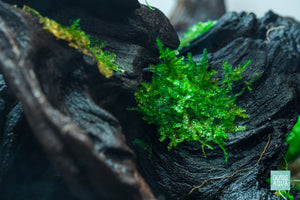 Taxiphyllum Alternans Taiwan Moss Planted Aquarium Aquatic Plant on Malaysian Driftwood