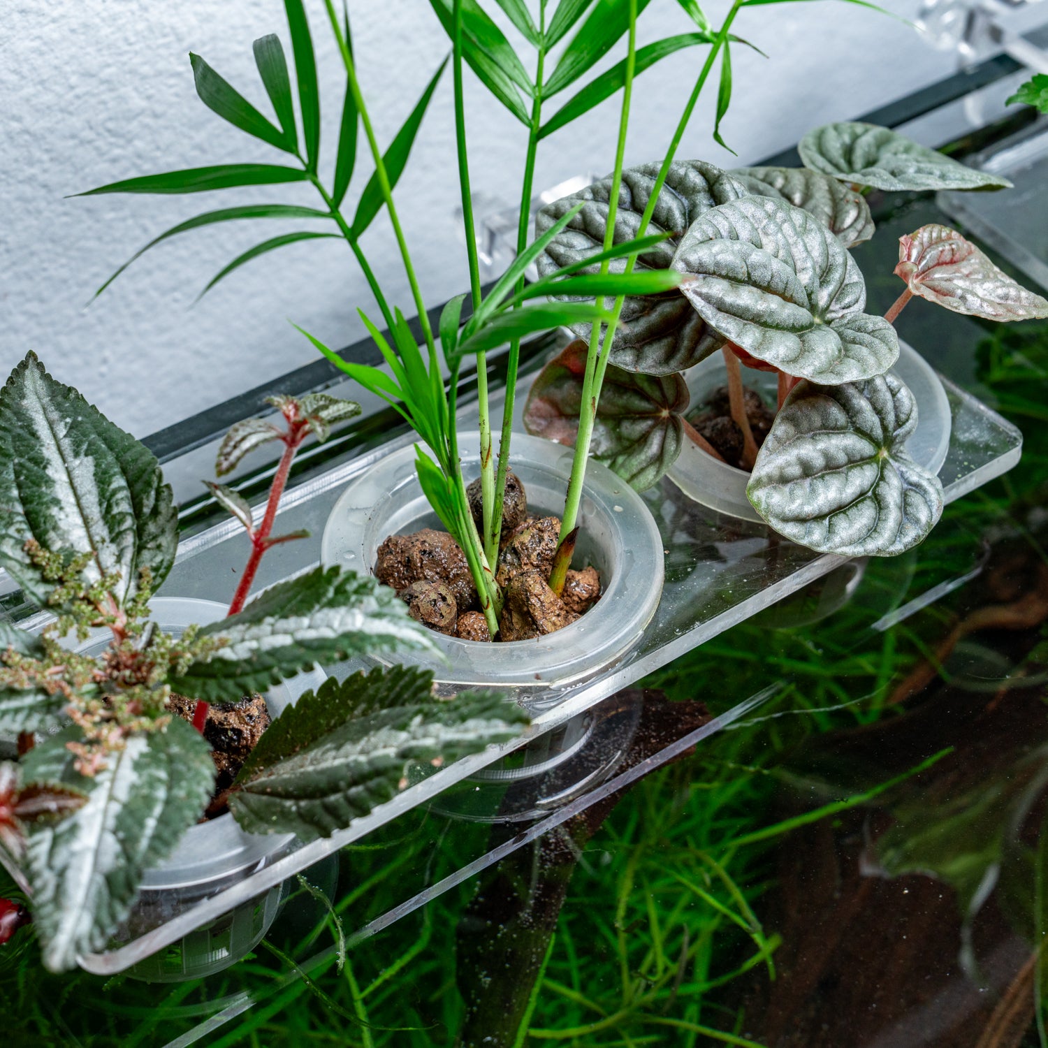 Hydroponic Planter Pot - Medium - Glass Aqua