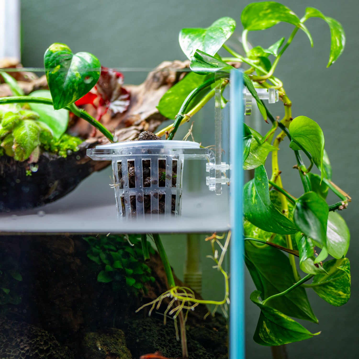 Hydroponic Planter Pot - Medium - Glass Aqua