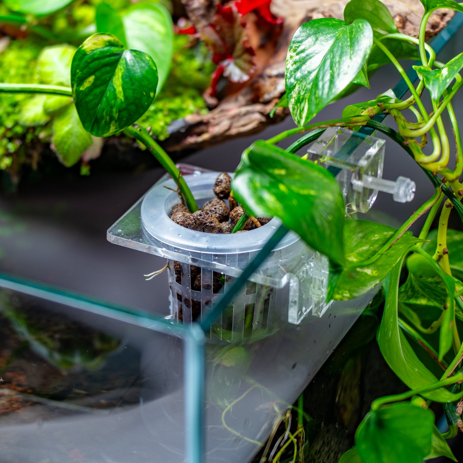 Hydroponic Planter Pot - Small - Glass Aqua