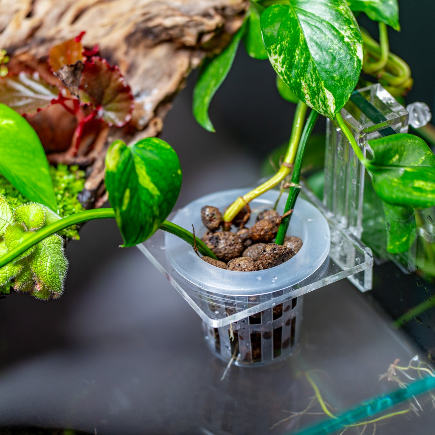 Hydroponic Planter Pot - Small - Glass Aqua