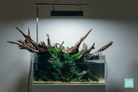 Ryuboku UNS 75S shallow planted aquarium design by Glass Aqua