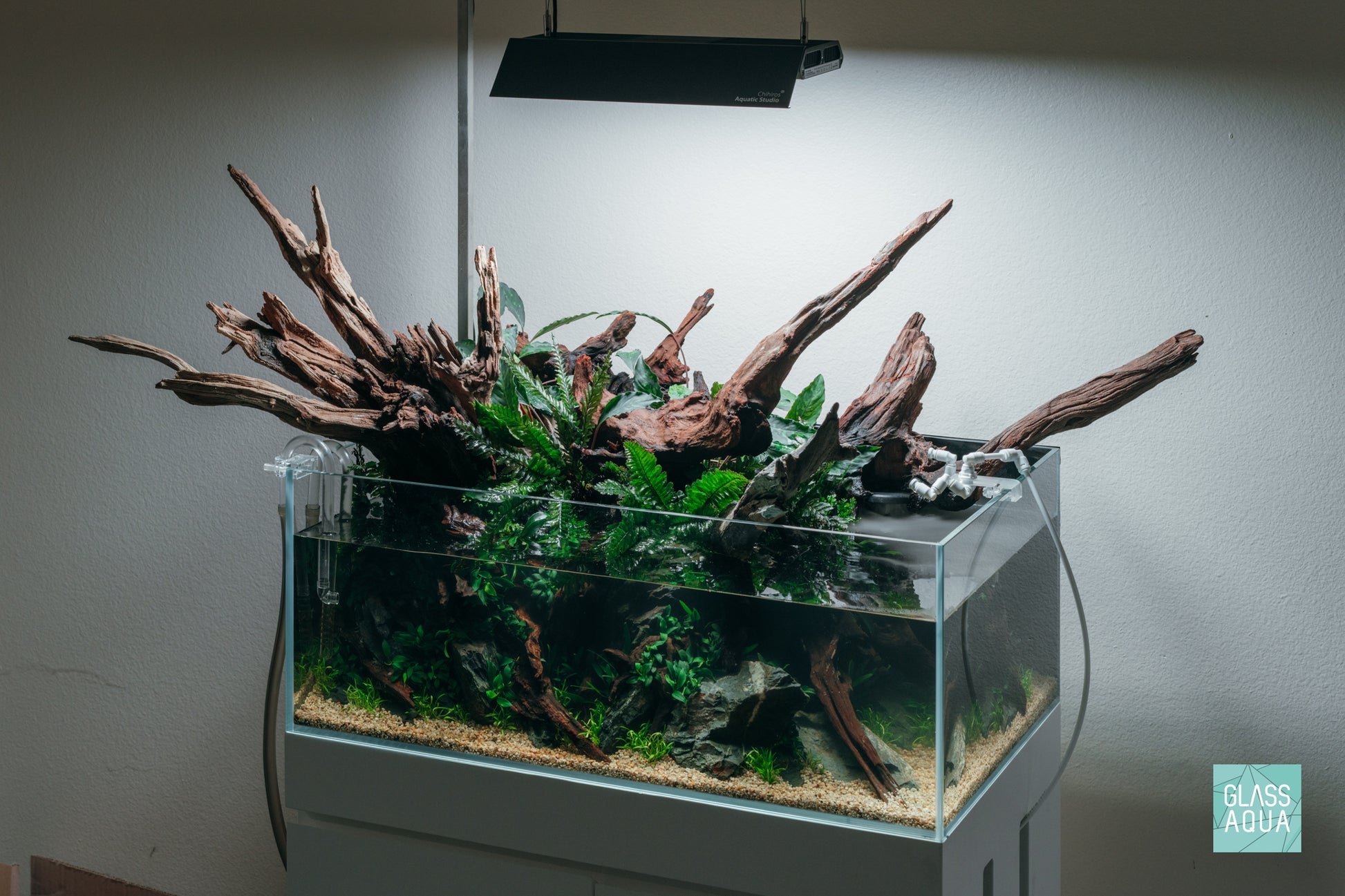 Trichomanes Javanicum Fern Rare Terrarium Vivarium House Plant