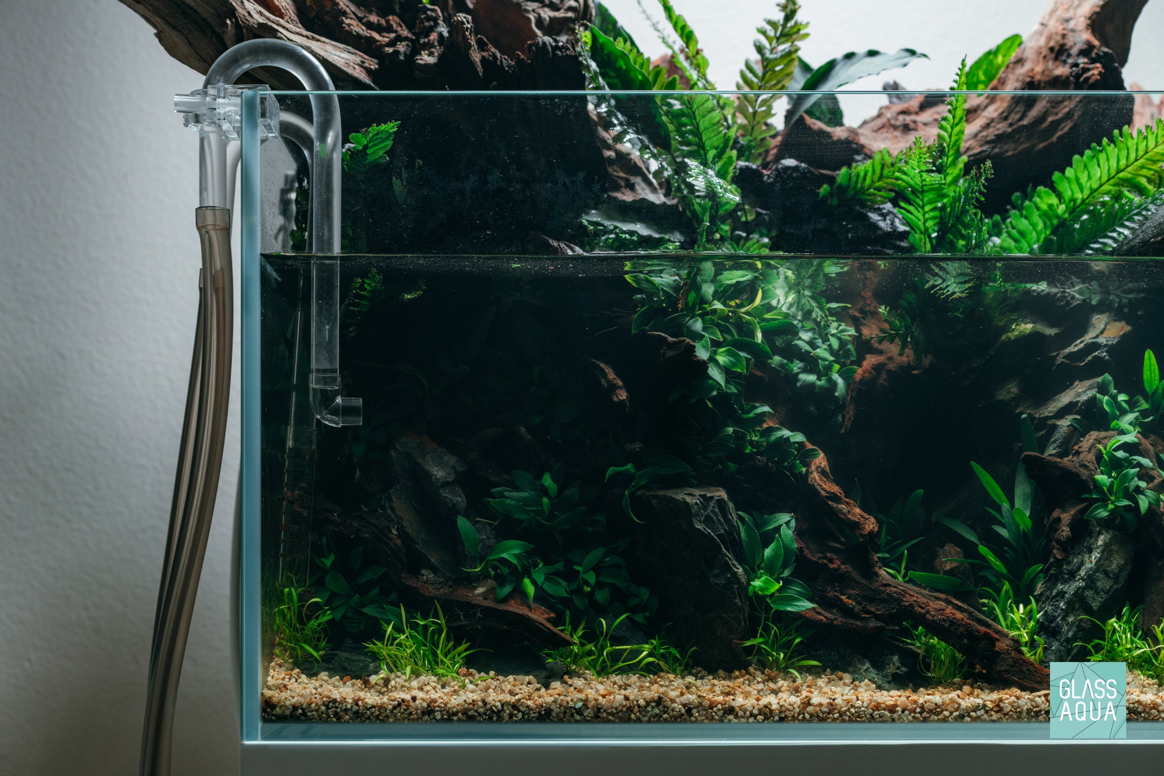 Cryptocoryne Parva Easy Carpet Aquatic Aquarium Plant – Glass Aqua
