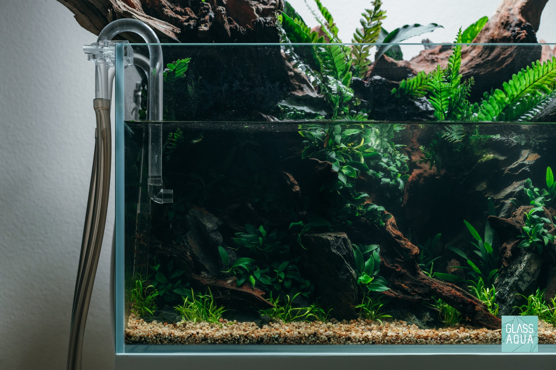 Cryptocoryne Parva - Glass Aqua