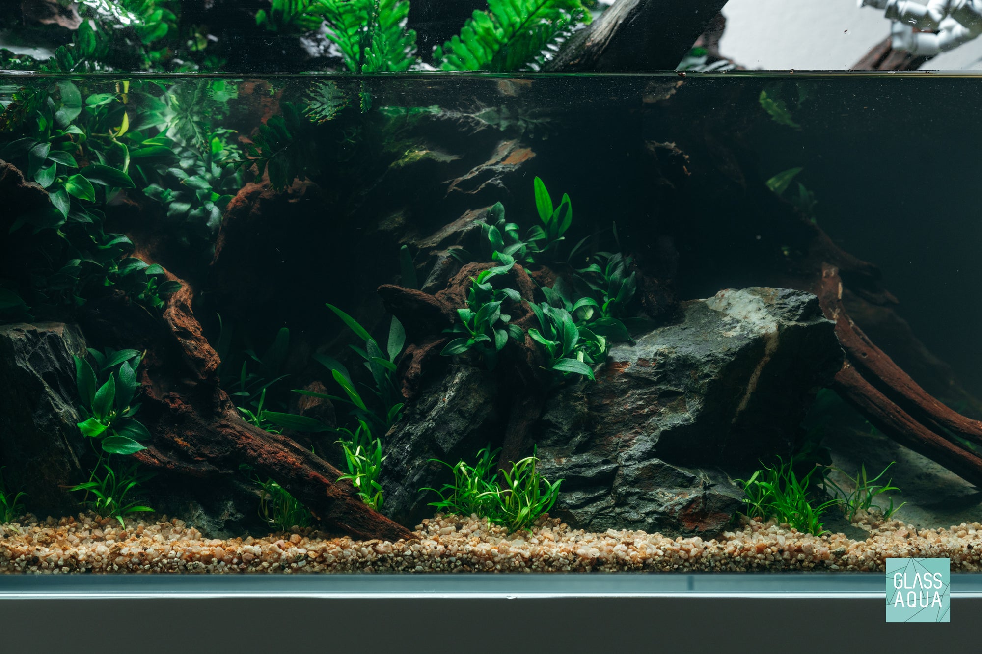 Cryptocoryne Parva - Glass Aqua