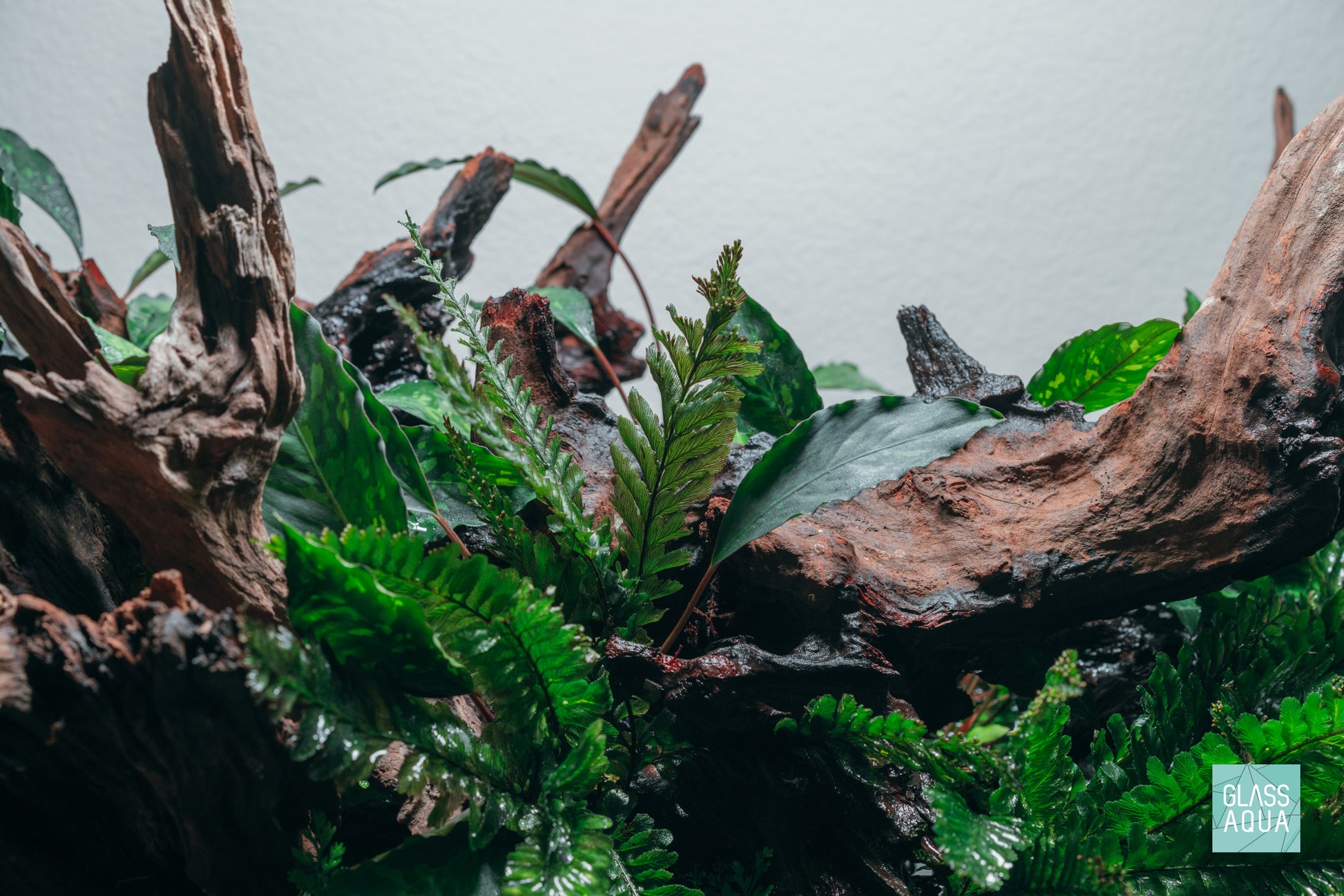 Trichomanes Javanicum Fern Rare Terrarium Vivarium House Plant