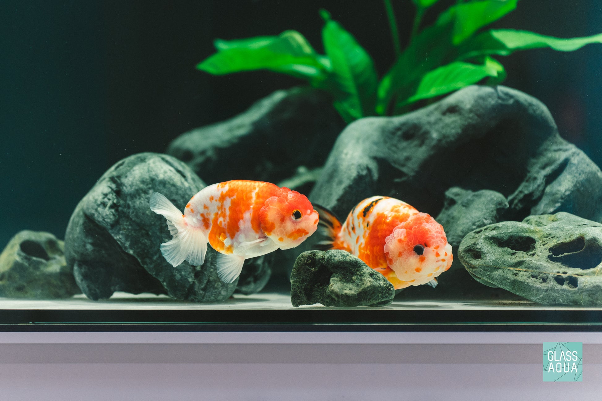 Goldfish Food - Ultra Fresh Aquarium Goldfish Premium Pellet Fish Food