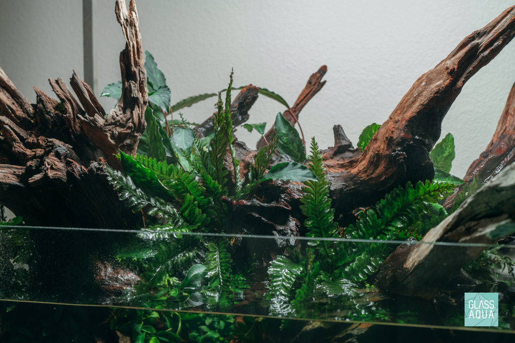 Trichomanes Javanicum Fern - Glass Aqua