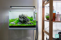 Vermillion Rush - Iwagumi Planted Aquarium design by Glass Aqua