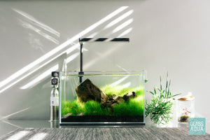 Small planted tank with live aquarium plants in the UNS 5N - Glass Aqua