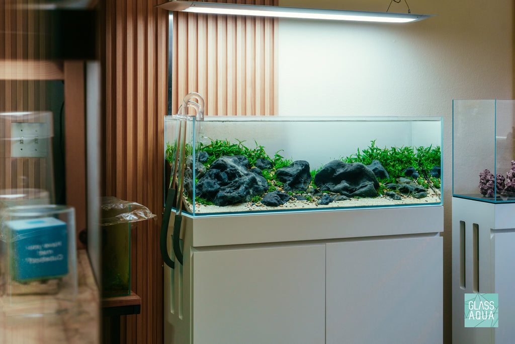 Iwagumi aquascape using Hakkai Stone in the UNS 90L 20 gallon long rimless aquarium