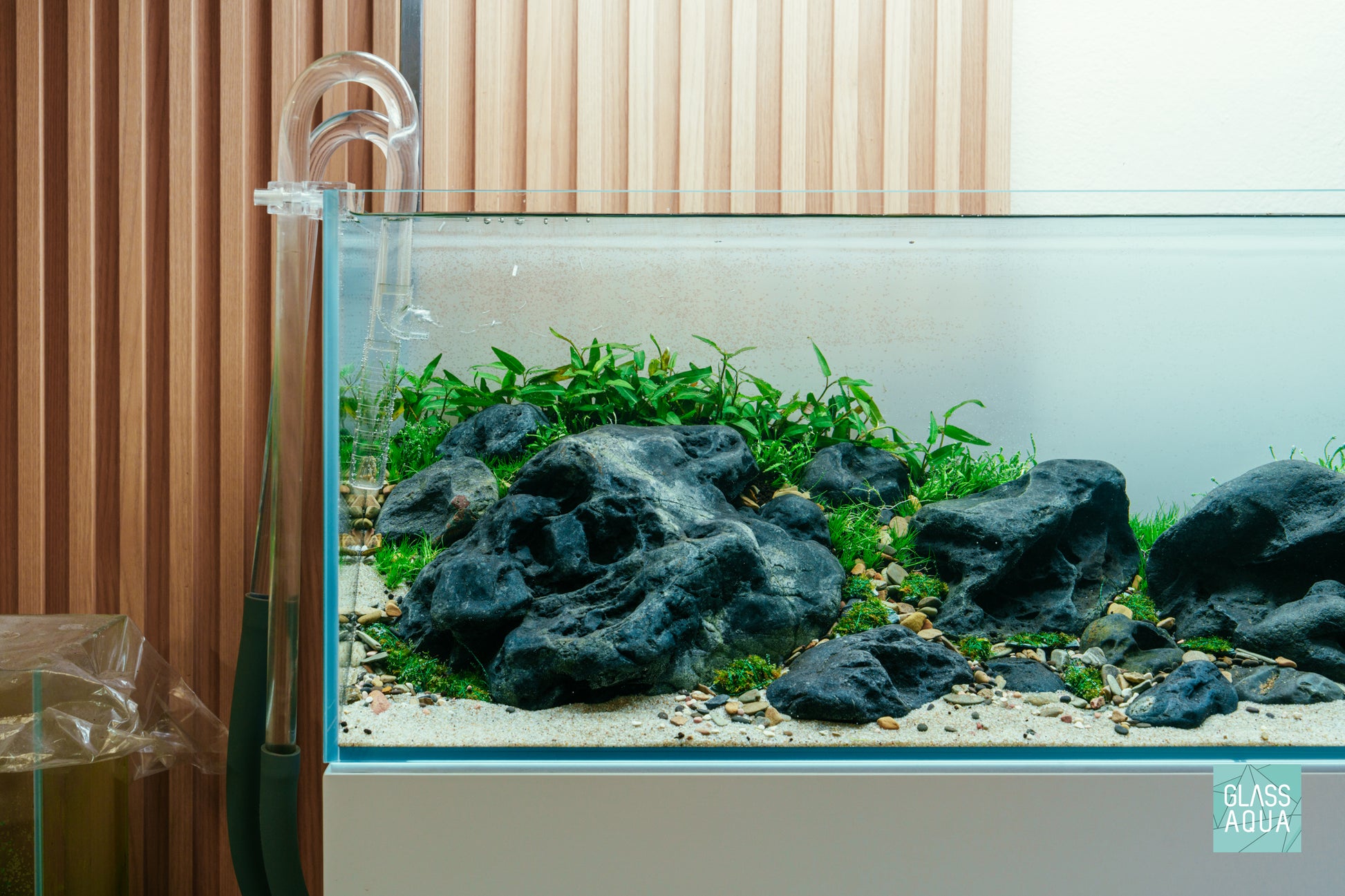 Helanthium Tenellus Broad Leaf