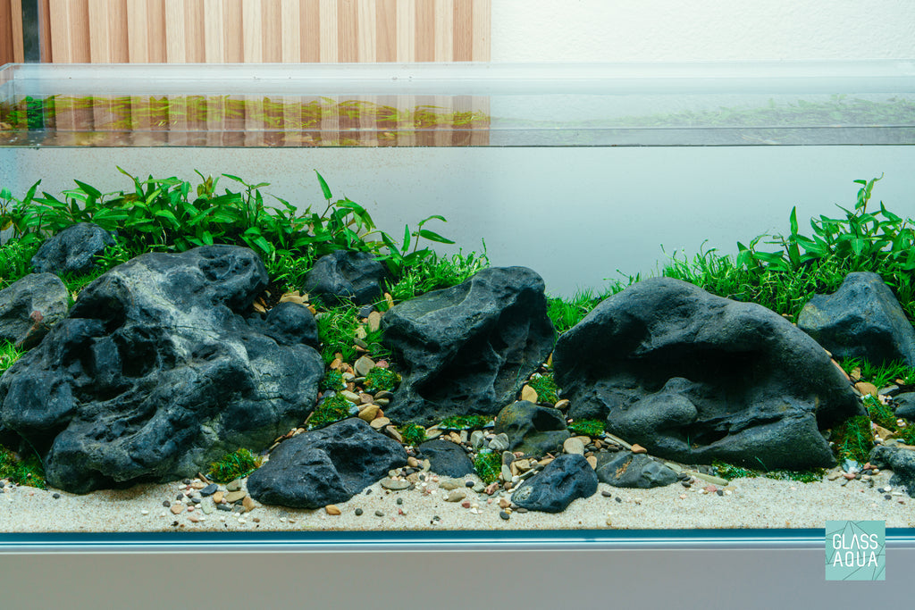 Helanthium Tenellus Broad Leaf