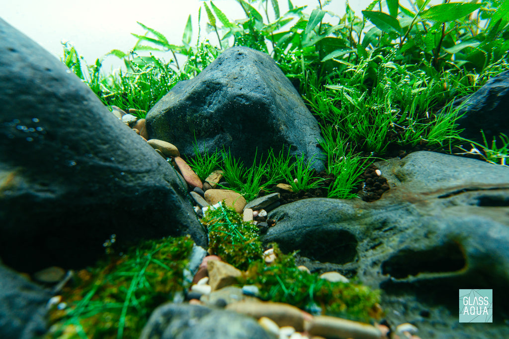 Close-up photo of dwarf hair grass in iwagumi aquascape with hakkai stone