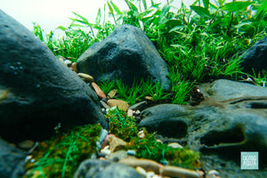 Close-up photo of dwarf hair grass in iwagumi aquascape with hakkai stone