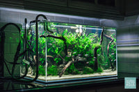 Low Tech Aquascape in the Ultum Nature Systems 60U Rimless Aquarium