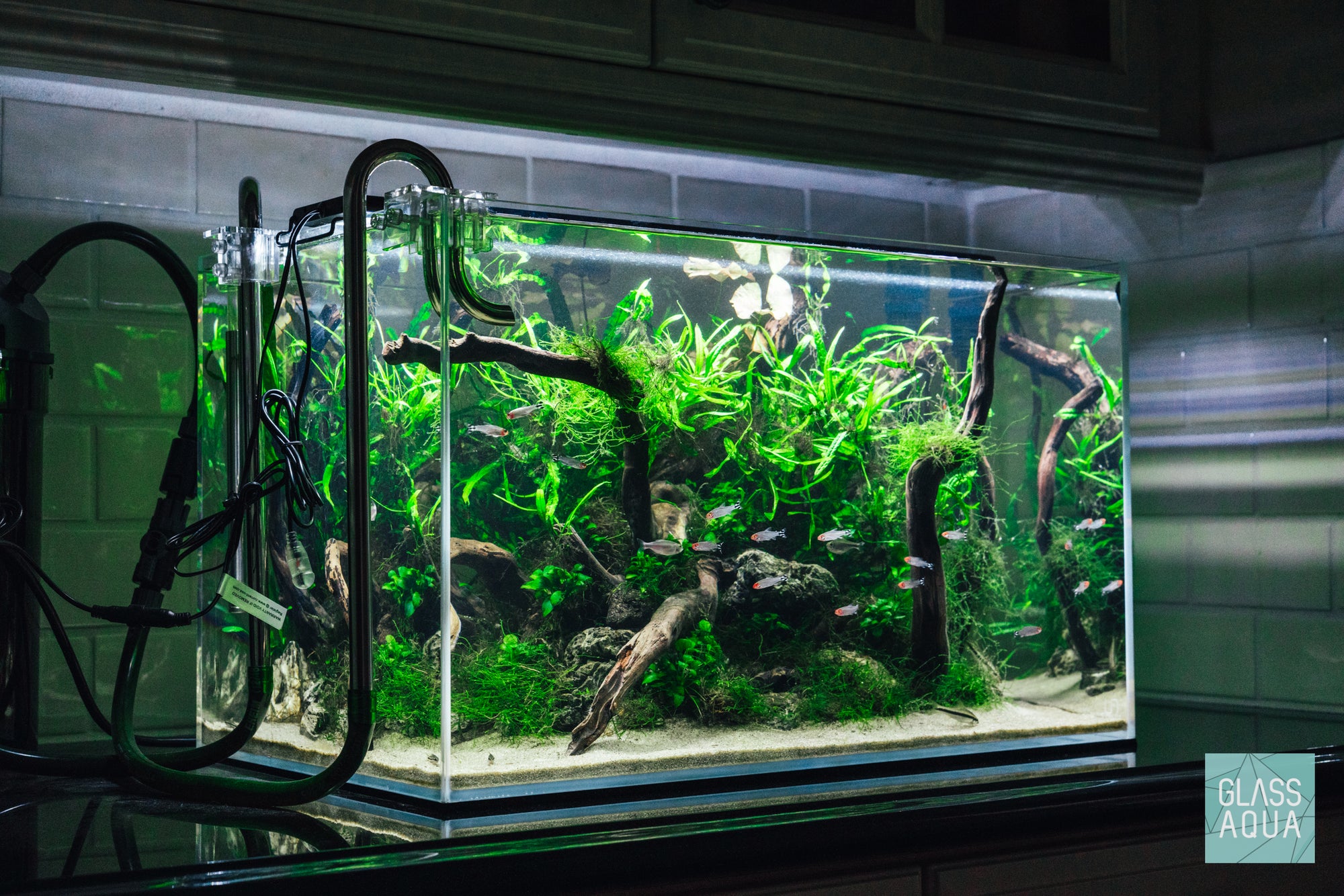 Low Tech Aquascape in the Ultum Nature Systems 60U Rimless Aquarium