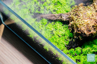 Utricularia graminifolia growing in UNS controsoil aquatic plant substrate