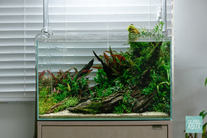 20 gallon nature style planted aquarium in Ultum Nature Systems 60U rimless tank