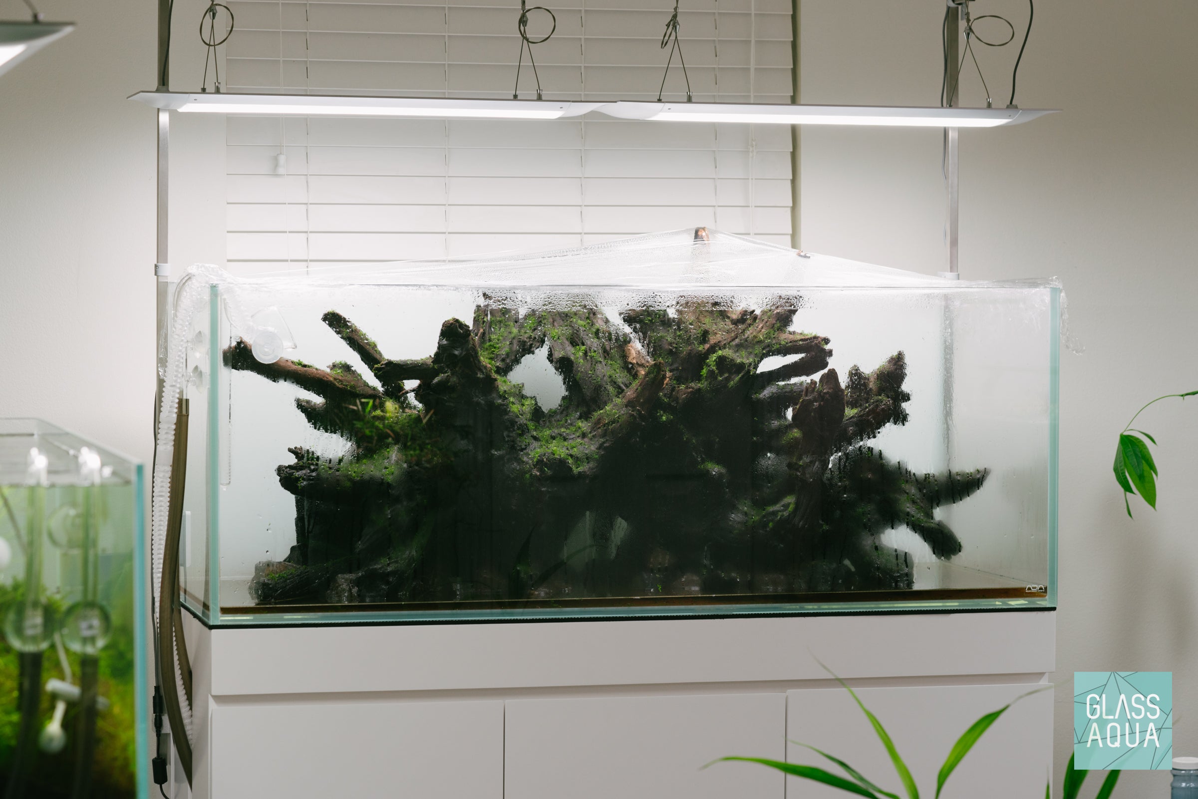Phoenix Rising - ADA 120P Planted Aquarium | Glass Aqua