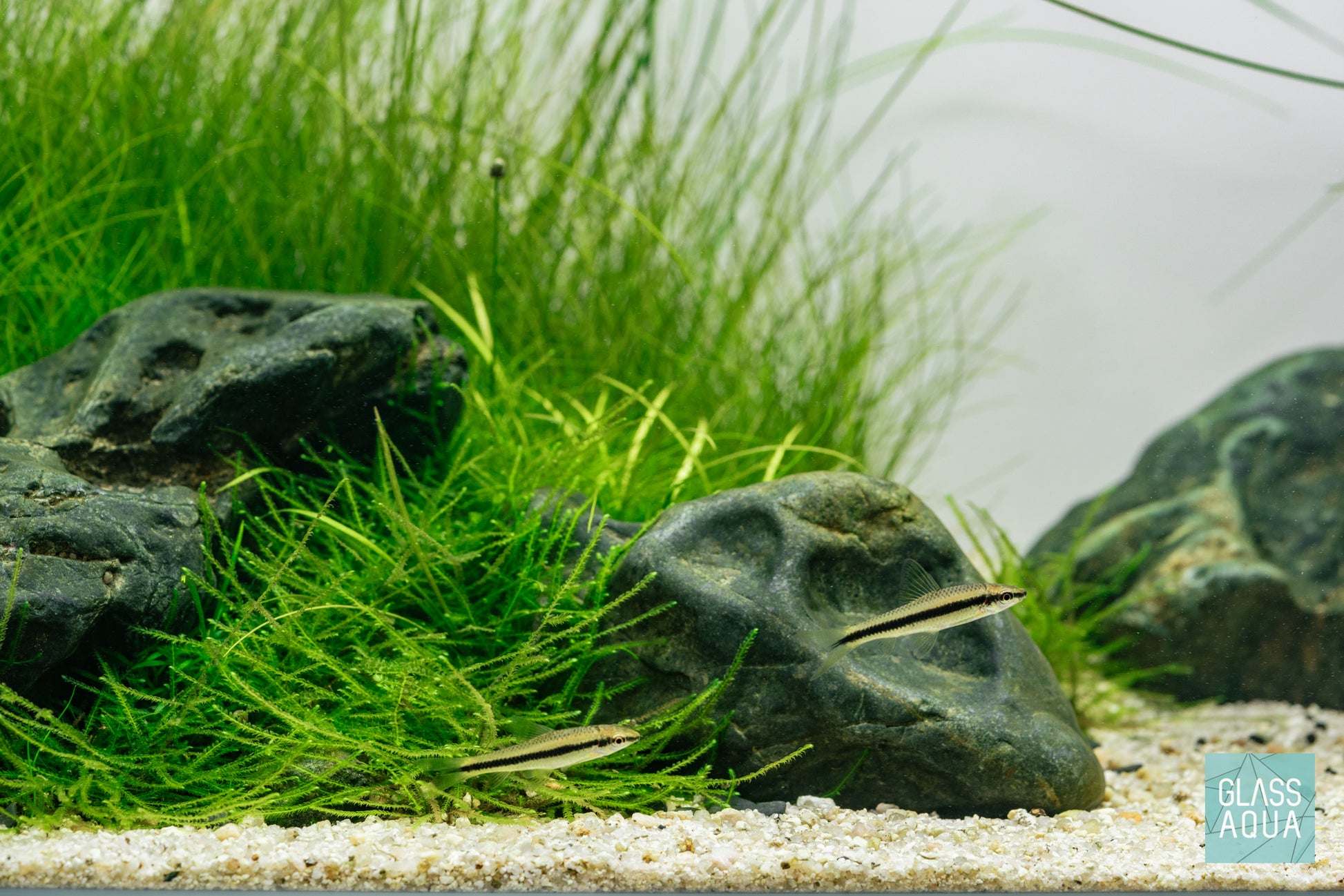 Build Your Own Aquarium Kit - Long Tank