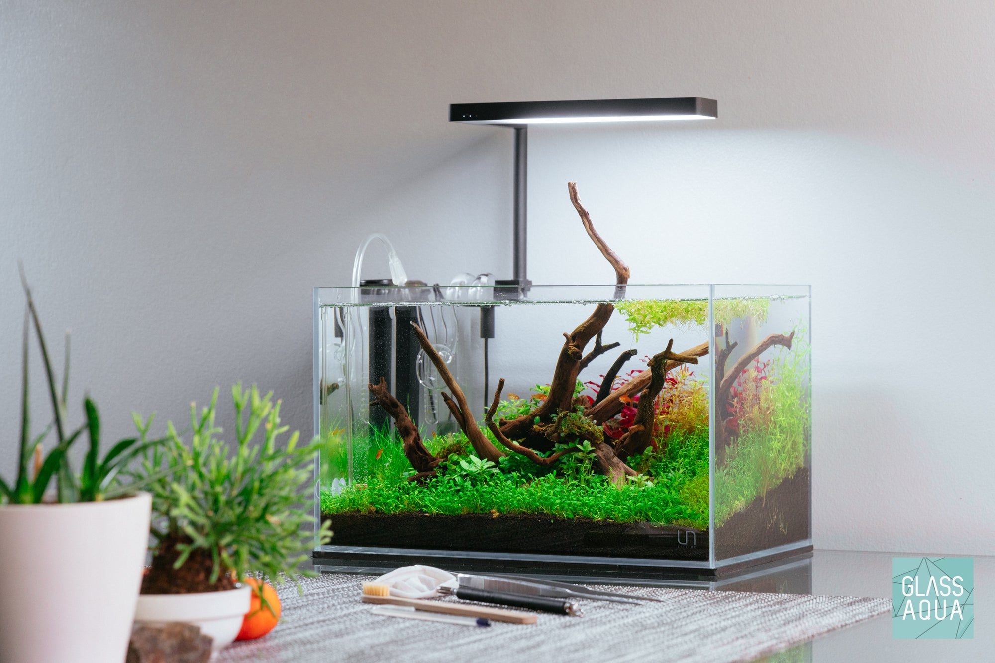 Nature style nano planted aquarium by Glass Aqua