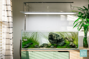 Iwagumi aquascape with Hakkai Stone by Glass Aqua
