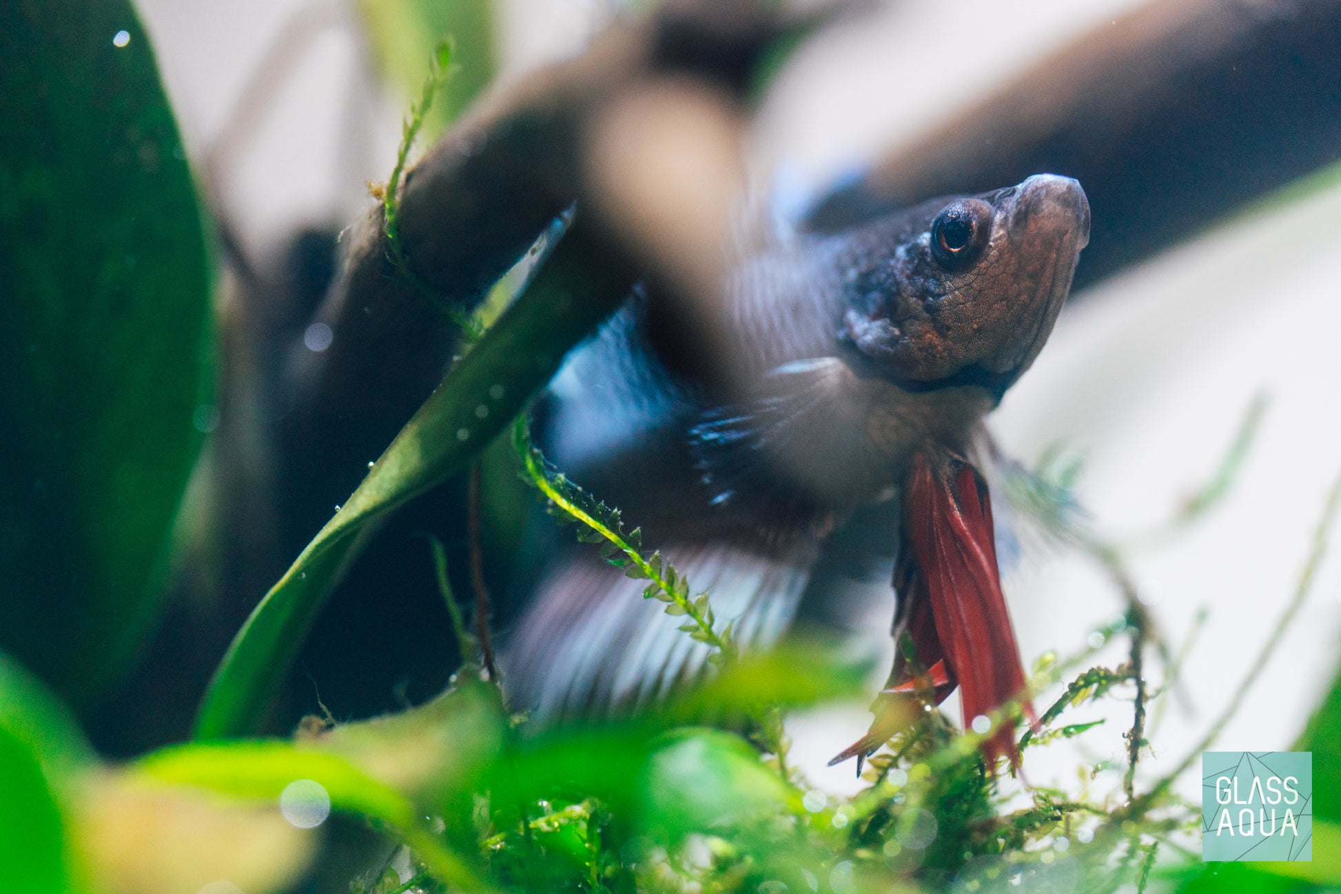 Betta fish in beginner-friendly aquascape