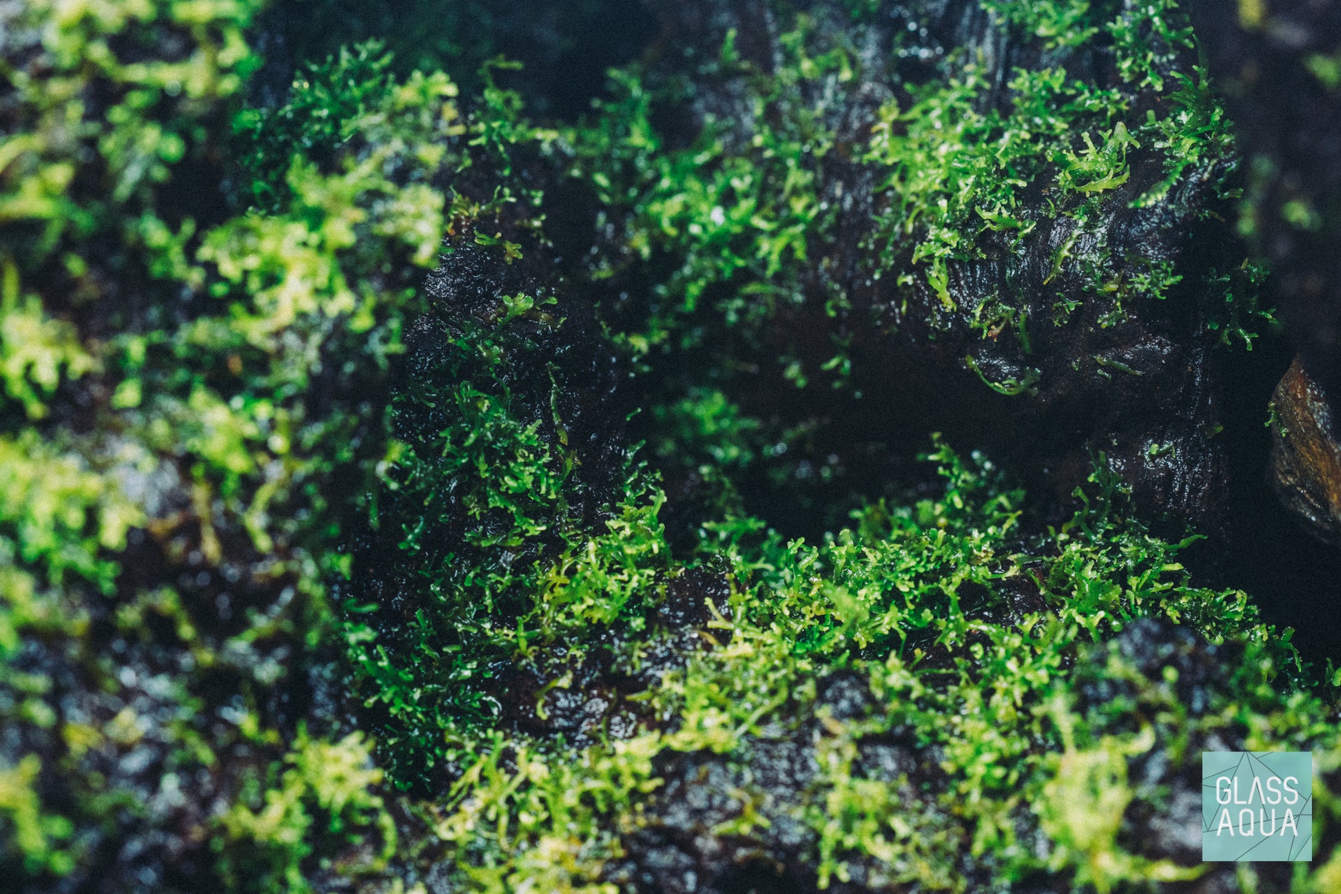 Mini Pellia - Glass Aqua