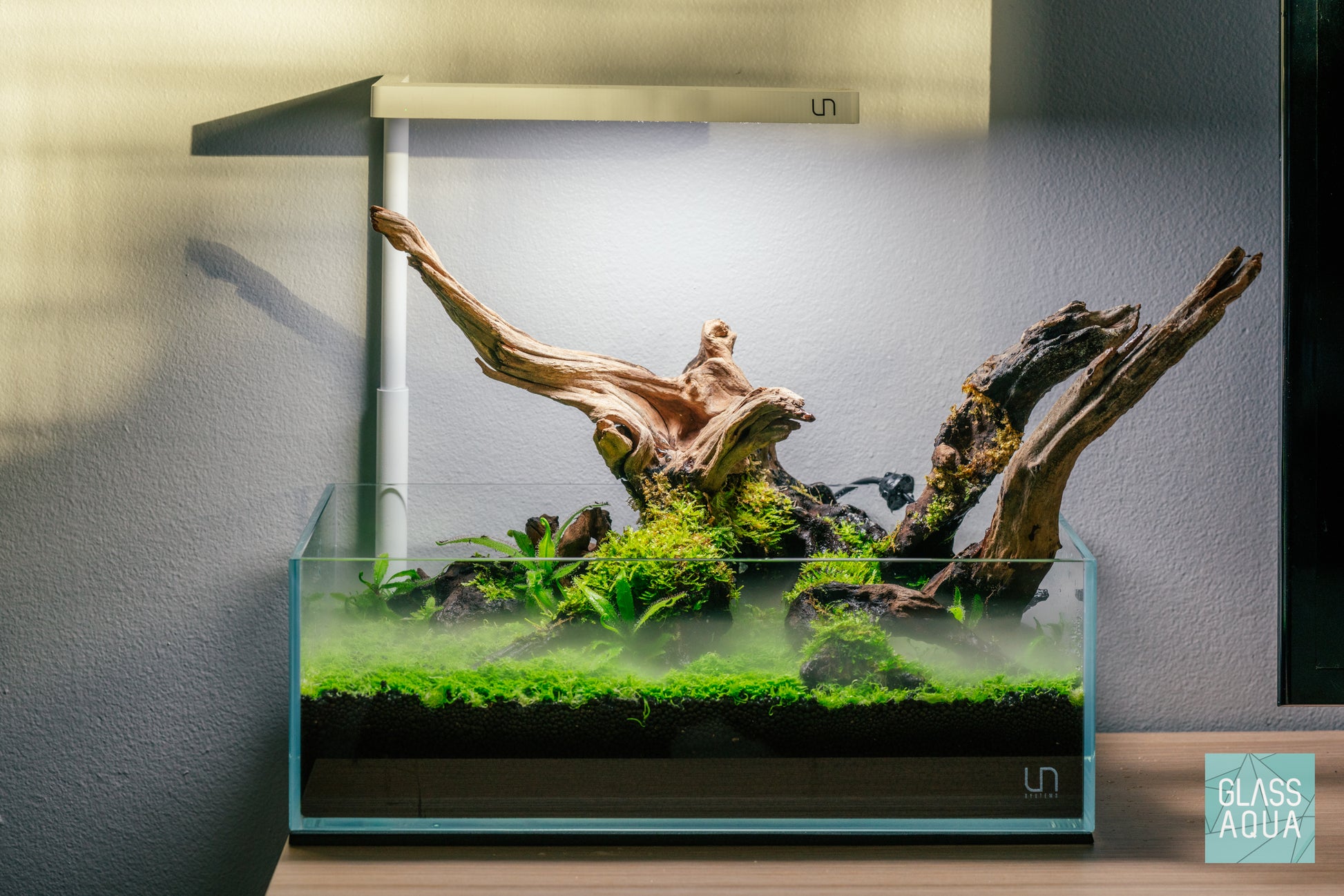 Natural pacific driftwood in the UNS 5S shallow aquarium planted with carnivorous plants and aquarium mosses