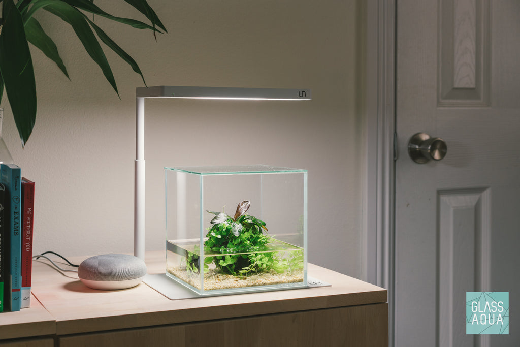 Build Your Own Wabi Kusa Tank