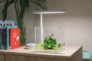 Build Your Own Wabi Kusa Tank - Glass Aqua