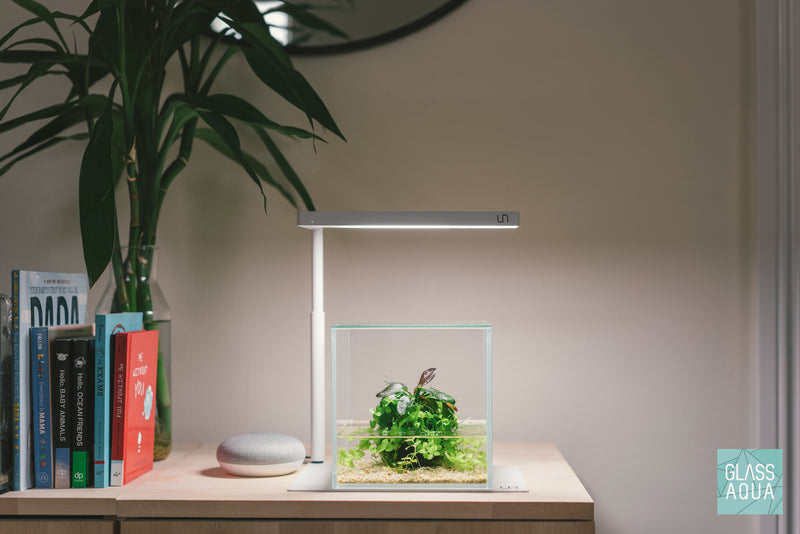 Build Your Own Wabi Kusa Tank - Glass Aqua