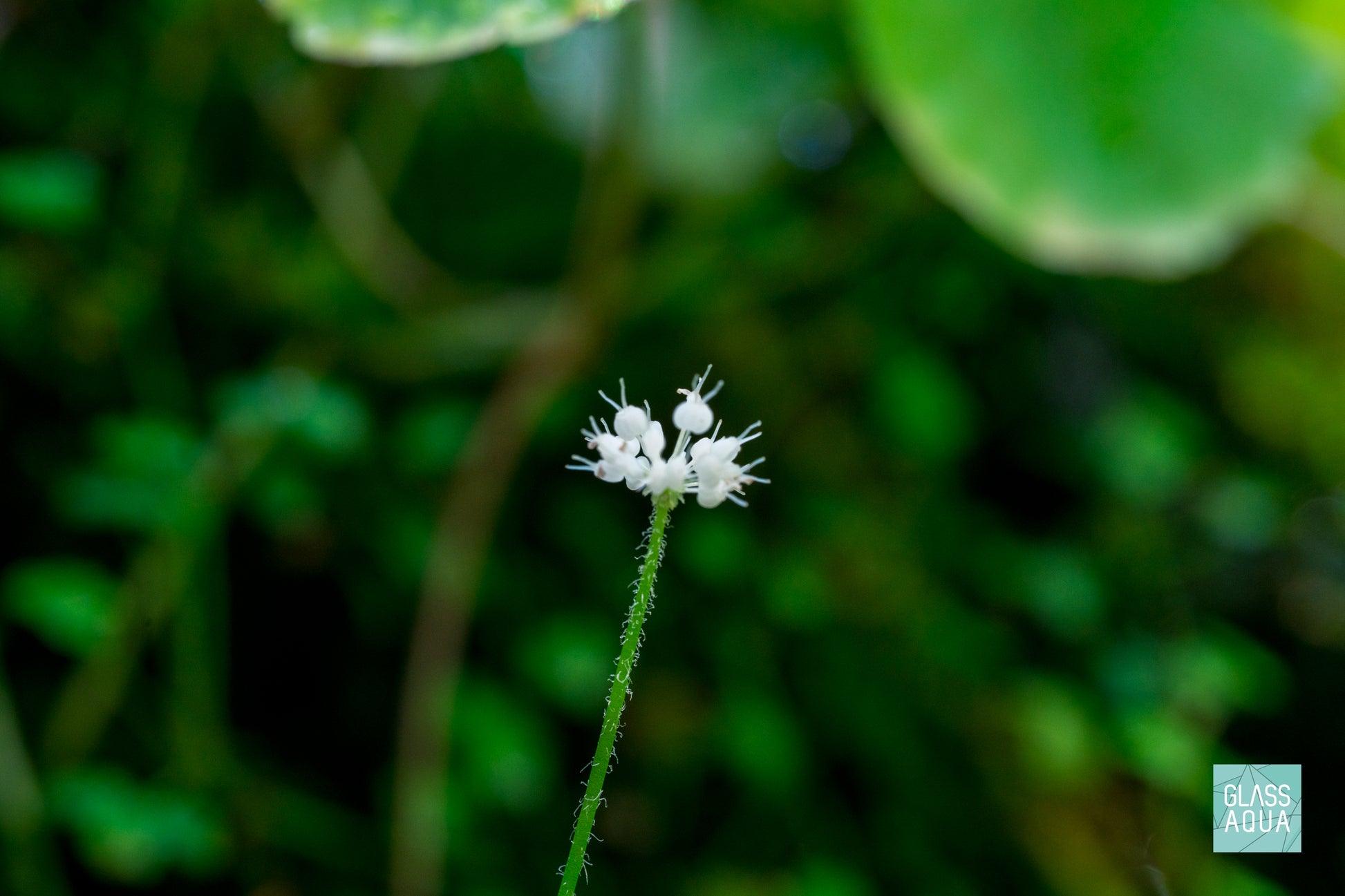 Build Your Own Integrated Paludarium Kit - Glass Aqua