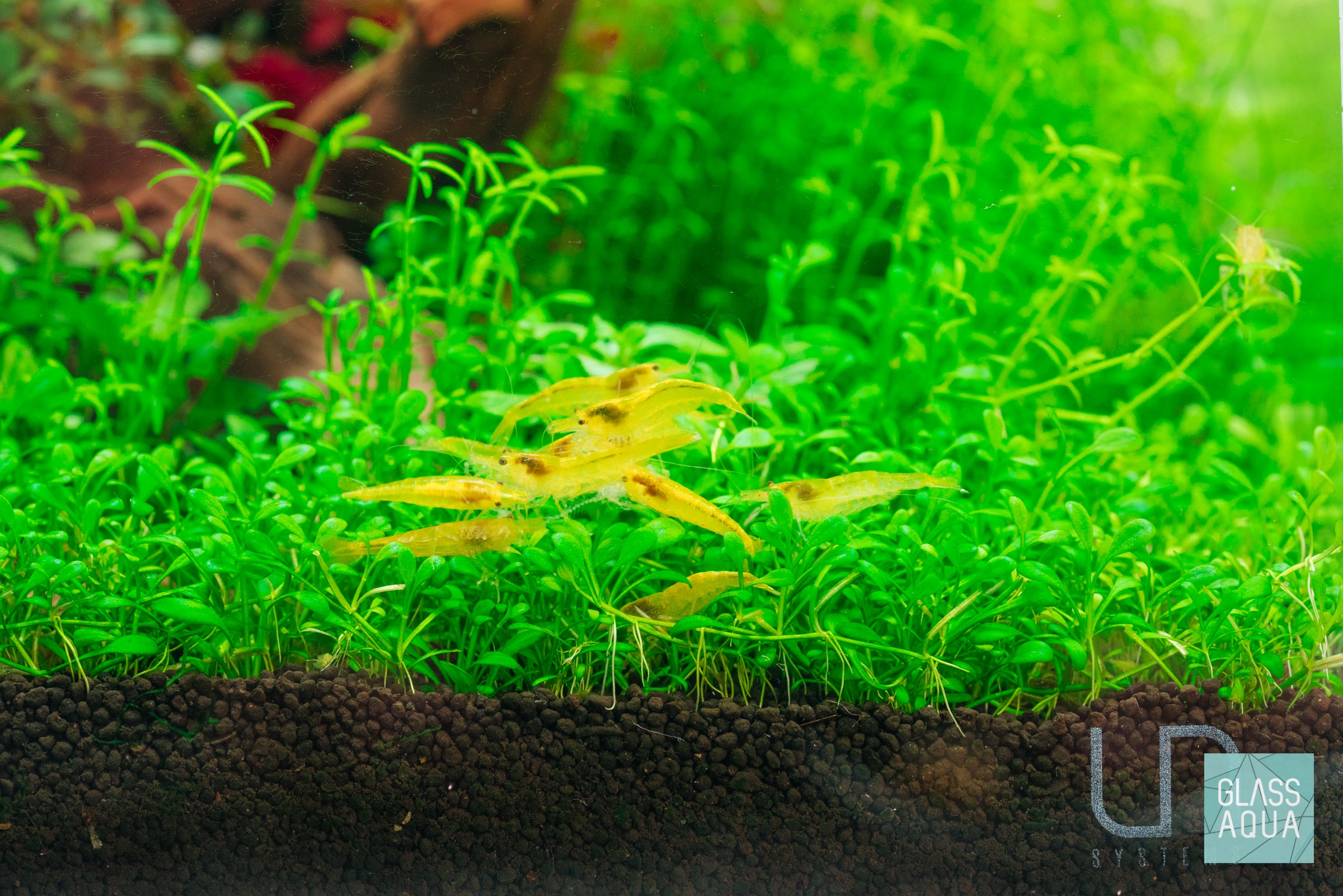 Yellow Goldenback Shrimp - Live Aquarium Shrimp | Glass Aqua