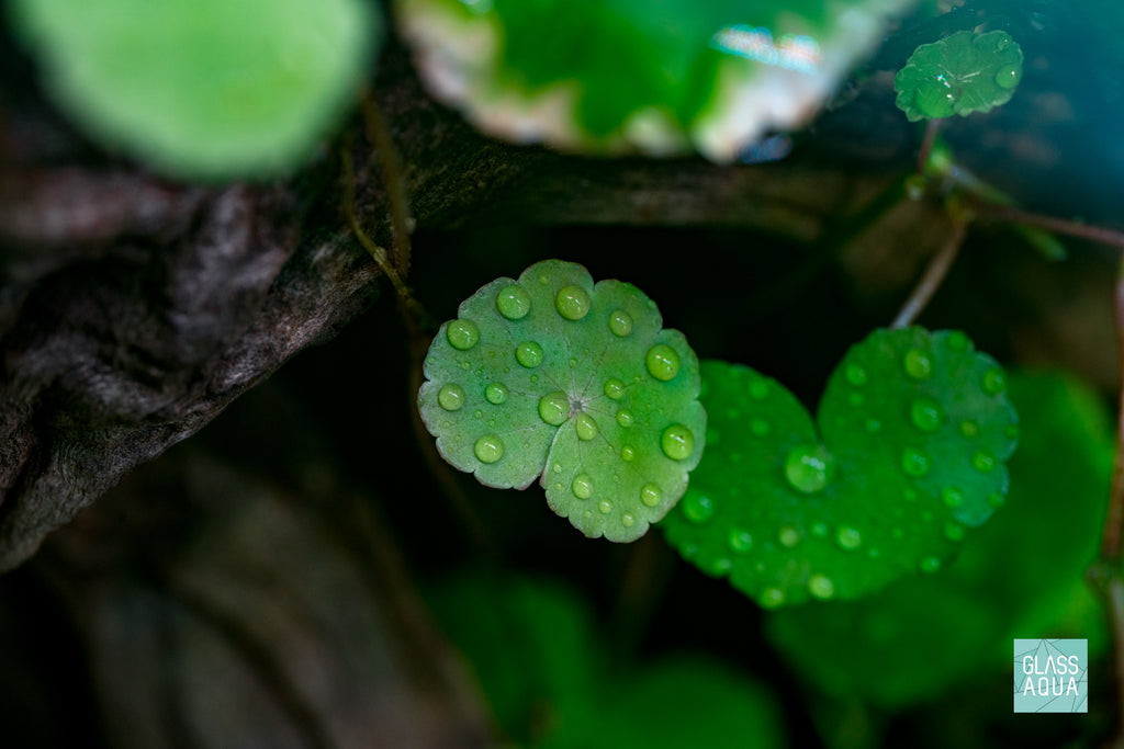 Build Your Own Integrated Paludarium Kit - Glass Aqua