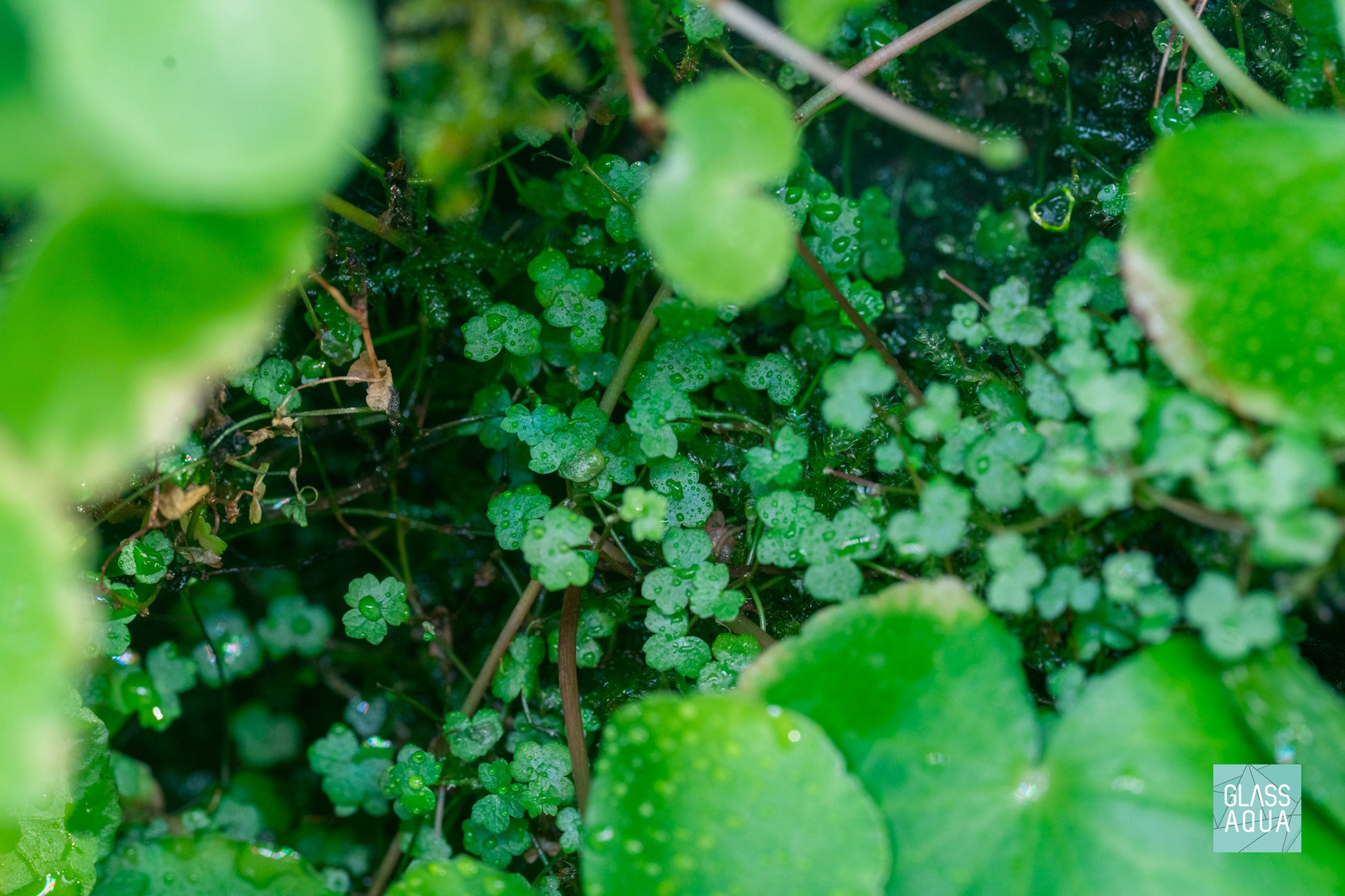 Hydrocotyle Tripartita Mini - Glass Aqua