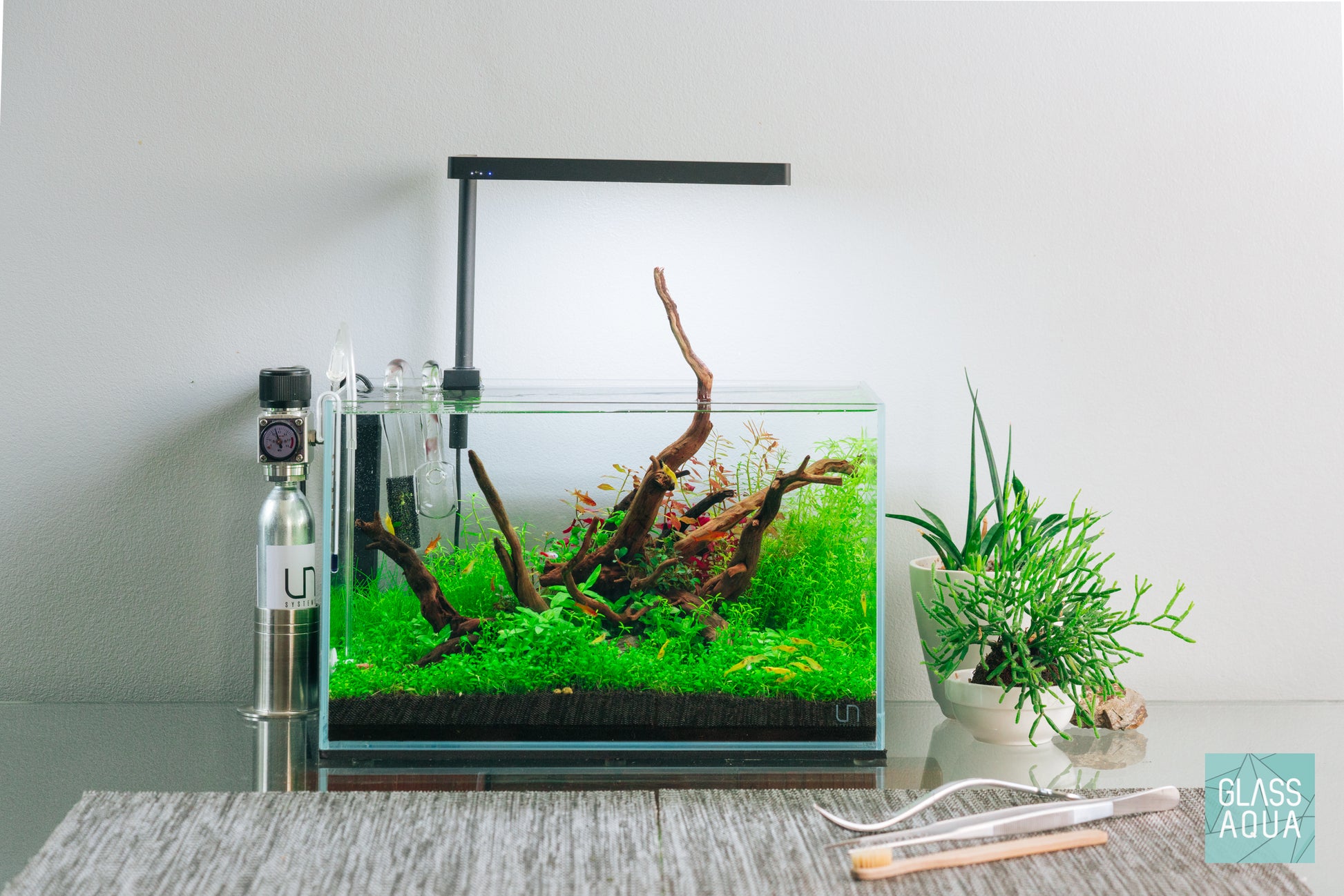 Spider Wood on Slate Stone - Glass Aqua