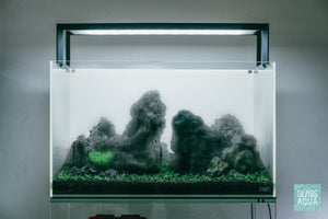 Dry start method growing aquatic plants in ADA 60P rimless glass tank