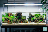 Ultum Nature Systems UNS 75S Shallow Rimless Glass Aquarium Tank Paludarium Aquascape