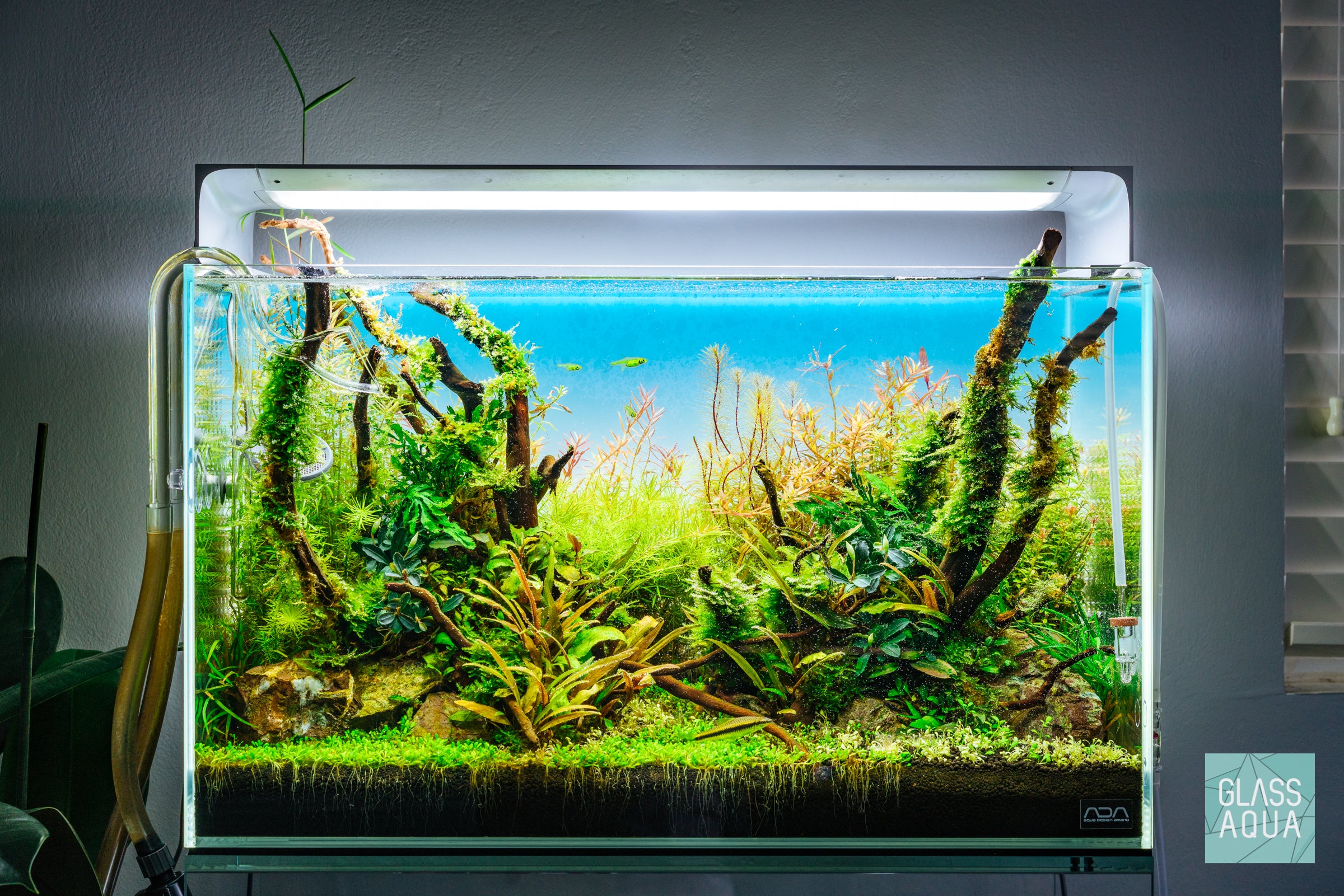 Rainbow Meadows - Nature Style ADA 60P | Glass Aqua