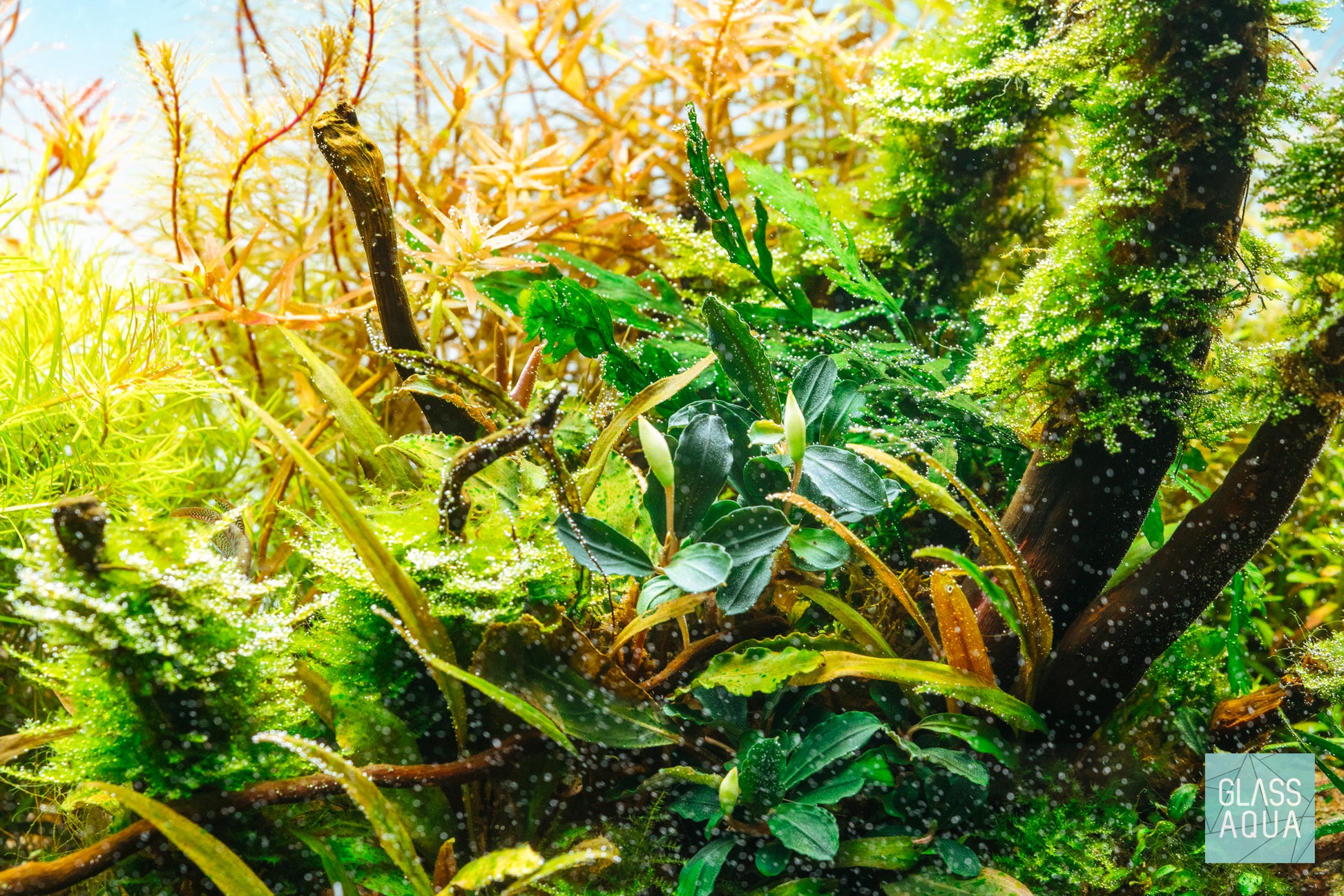 Mini Christmas Moss