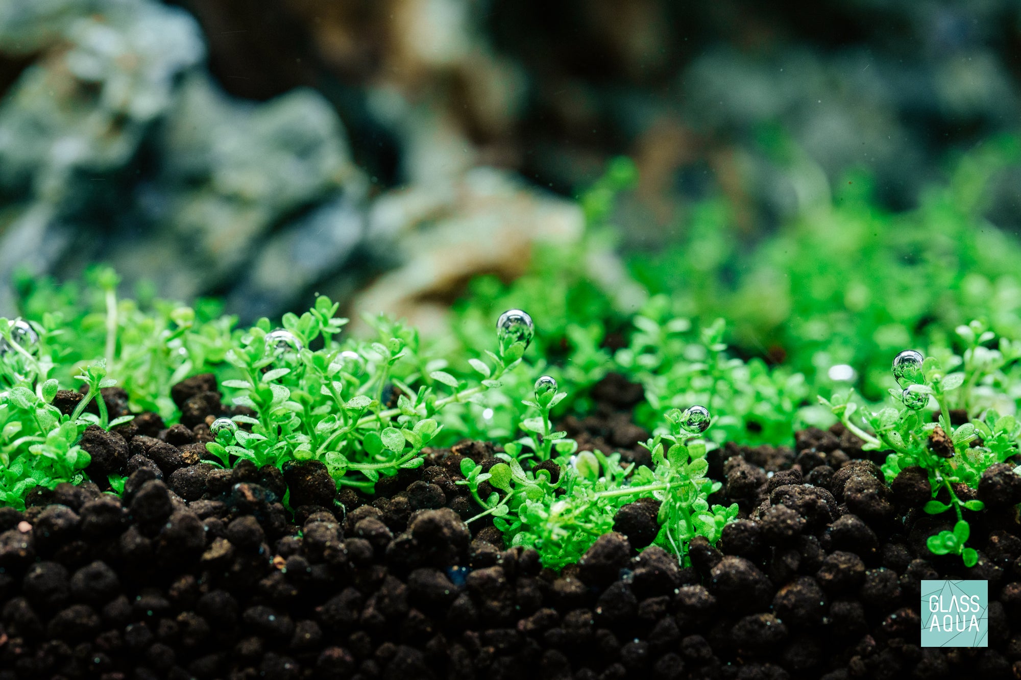 HC Cuba Freshwater Planted Aquarium Aquatic Foreground Carpeting Plant Hemianthus callitrichoides