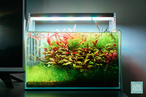 Alternanthera Reineckii Mini - Glass Aqua